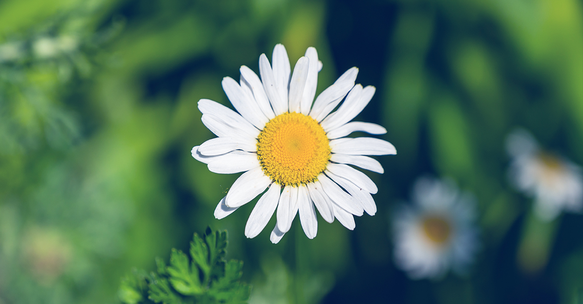 Protect the climate and stimulate the economy with efficient support programs